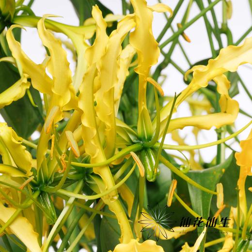 日本花材 ｜ 嘉兰黄色  Lutea Yellow【如有轻微折痕，不售后】 商品图3