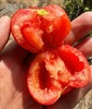 新疆喀什红 水果番茄 商品缩略图1