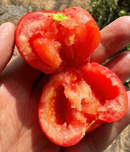 新疆喀什红 水果番茄 商品图1