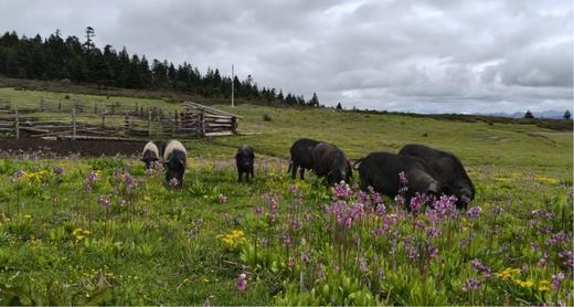 来自香格里拉的藏香猪礼盒 商品图2