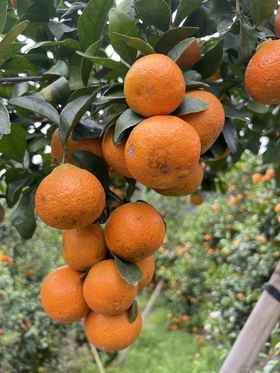 【广西百色西林老树花皮砂糖橘 】 天然鲜甜 正宗沙糖橘 自裁老树果 微花皮