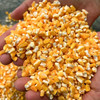 东北玉米  粘黏大碴子  可煮粥、杂粮饭 商品缩略图1