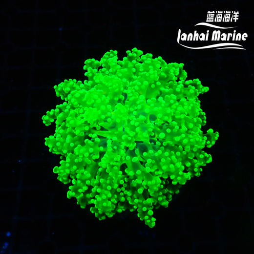 人工超荧光绿蛙卵 商品图3