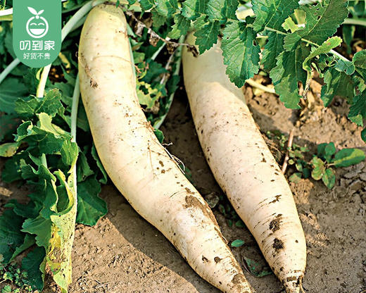 秉真安溪高山有机白萝卜/1份（约1kg） 商品图3
