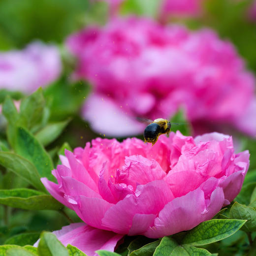 4.20【洛阳古城】珍稀牡丹、老君山、郭亮村6天摄影 Y 商品图5