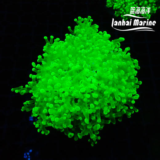 人工超荧光绿蛙卵 商品图2