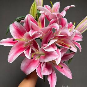 【AB级马伦哥香水百合】3头3支9朵/份