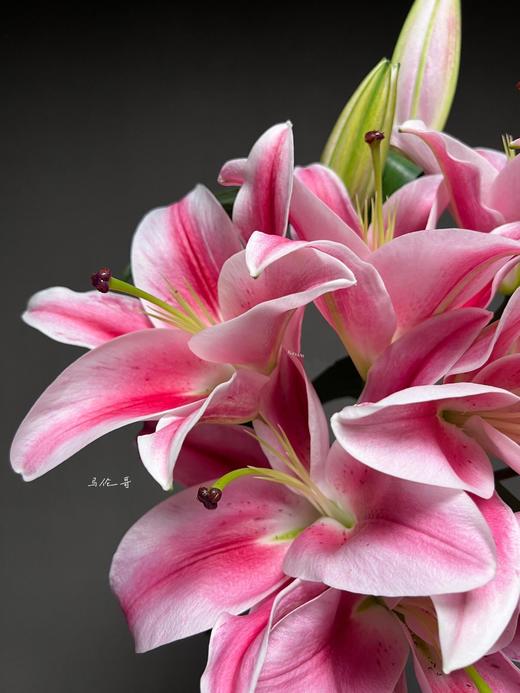 【AB级马伦哥香水百合】3头3支9朵/份 商品图1