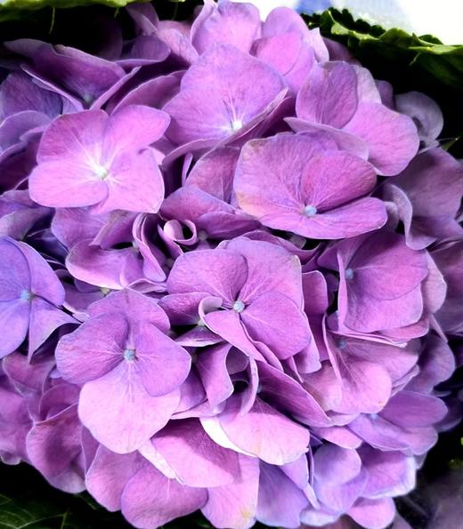 绣球 | 粉紫色（因天气原因，会有色差，介意者慎拍） 商品图1