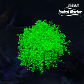 人工超荧光绿蛙卵