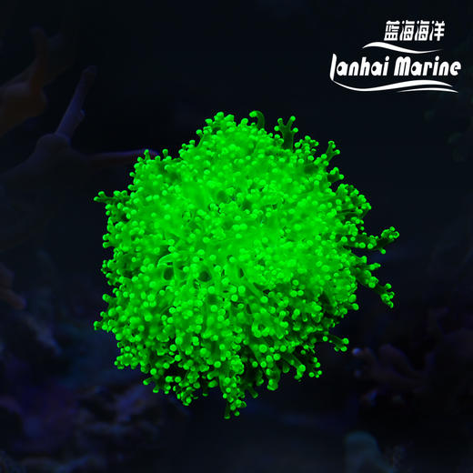 人工超荧光绿蛙卵 商品图0