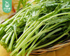 秉真安溪高山有机细叶茼蒿（皇帝菜）/1份（约300g） 商品缩略图2
