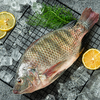 广东阳江·海水鲷鱼 ， 肉质鲜美无小刺，富含高蛋白、高营养，当日活捕当日锁鲜！【顺丰冷链】 商品缩略图6