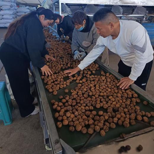 010雪山核桃  果肉清甜 香脆酥 不油不腻 无漂白 颗颗人工甄选 厚实饱满 商品图8