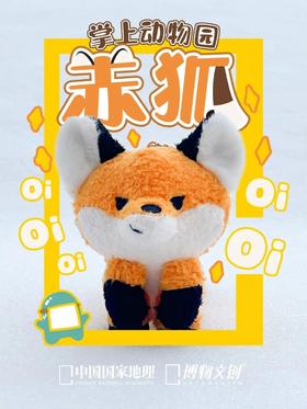 冬日里的一把火！赤狐！