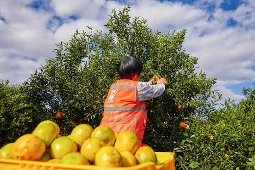 【新皮囤货】2025天马新会陈皮 ，正宗天马村新皮，用口粮价囤“核心产地”好皮 商品图6