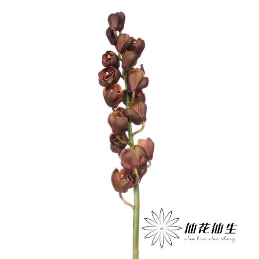 荷兰花材 | 大花蕙兰棕色小熊时光 Bear Time【瑕疵 折痕 不售后，介意者慎拍】 商品图1