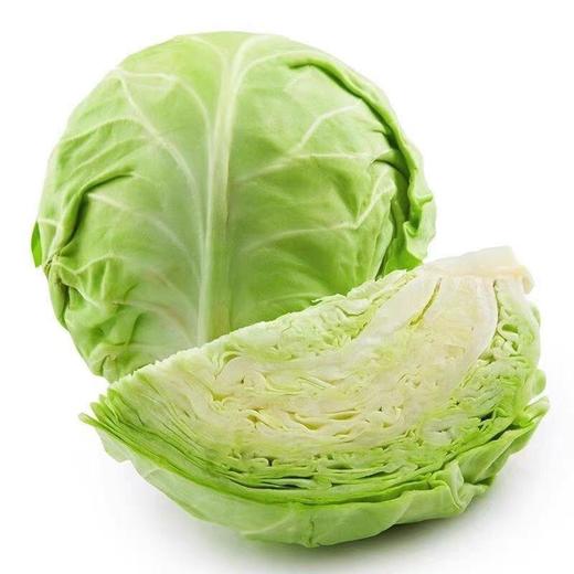 【ZCWJ】本地洋白菜新鲜脆嫩 商品图0