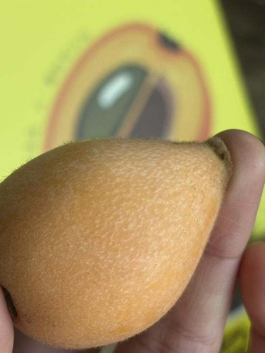 云南枇杷 到货啦！鲜爽浓郁 一口爆汁 鲜甜水润 滋阴润肺 超级好吃～ 商品图1