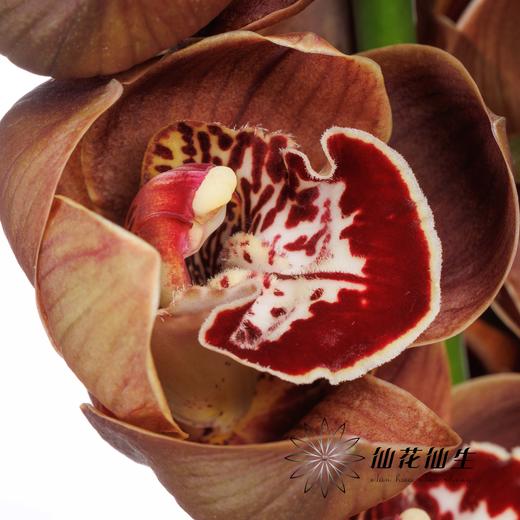 荷兰花材 | 大花蕙兰棕色小熊时光 Bear Time【瑕疵 折痕 不售后，介意者慎拍】 商品图0