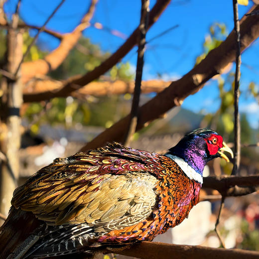 农家源头价『仿野生散养山鸡』云南高山深林，原生态放养，食五谷杂粮小虫野草，肉质紧实鲜美 商品图1