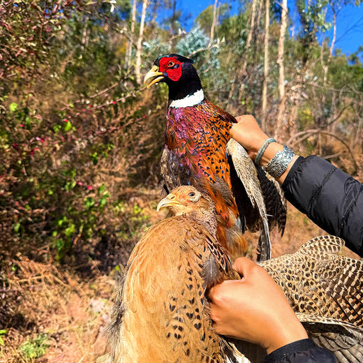 农家源头价『仿野生散养山鸡』云南高山深林，原生态放养，食五谷杂粮小虫野草，肉质紧实鲜美 商品图2