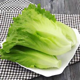 【ZCWJ】脆甜翠绿新鲜罗马生菜