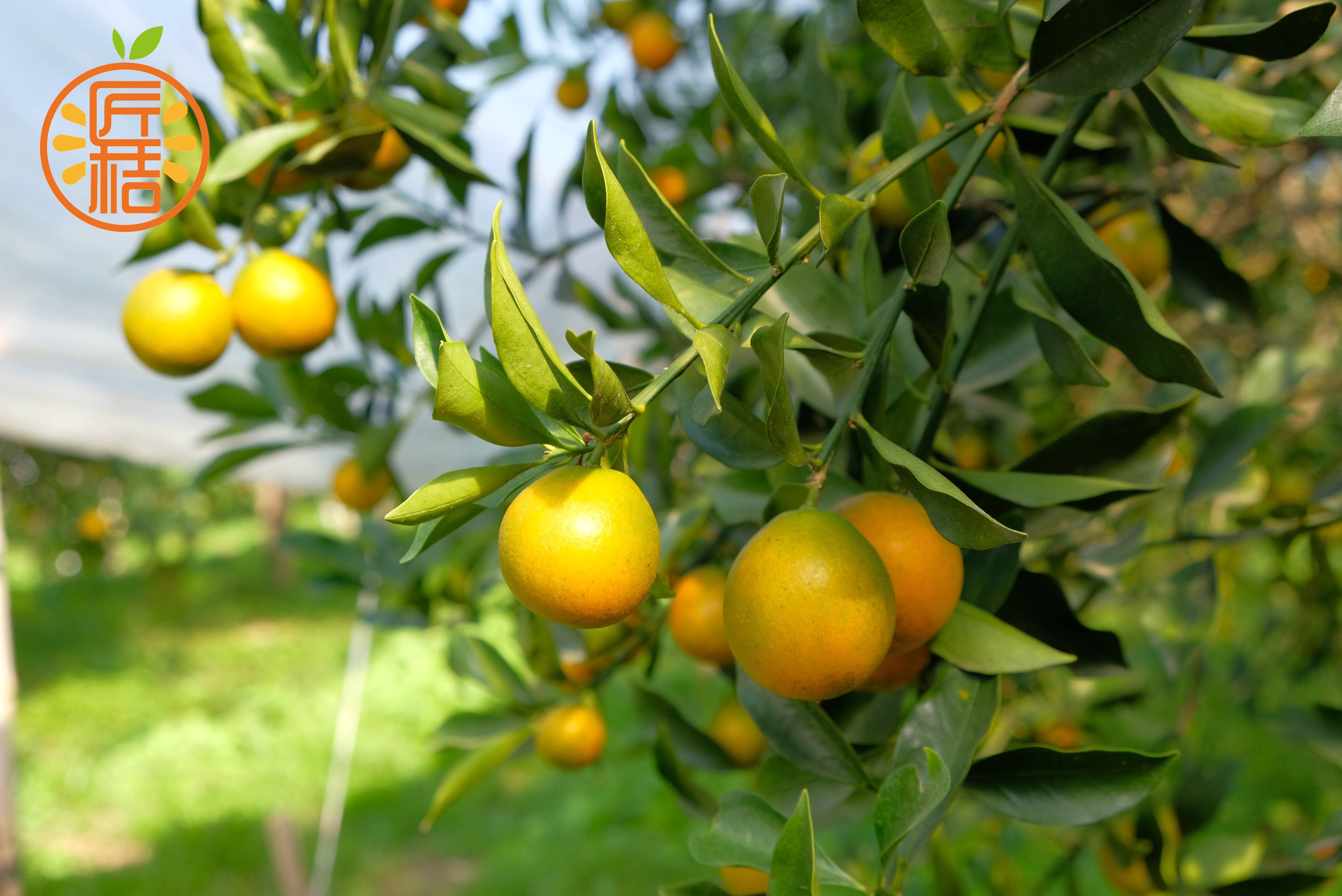 【脆蜜金柑1.5斤大果】2200积分+55.9元兑换） 中午12点开始  金橘 不使用任何甜蜜素，不抛光，不打蜡，很原生态的环境