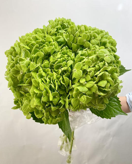 【清爽色系】哥伦比亚-绿绣球 单枝 （活动价） 商品图3