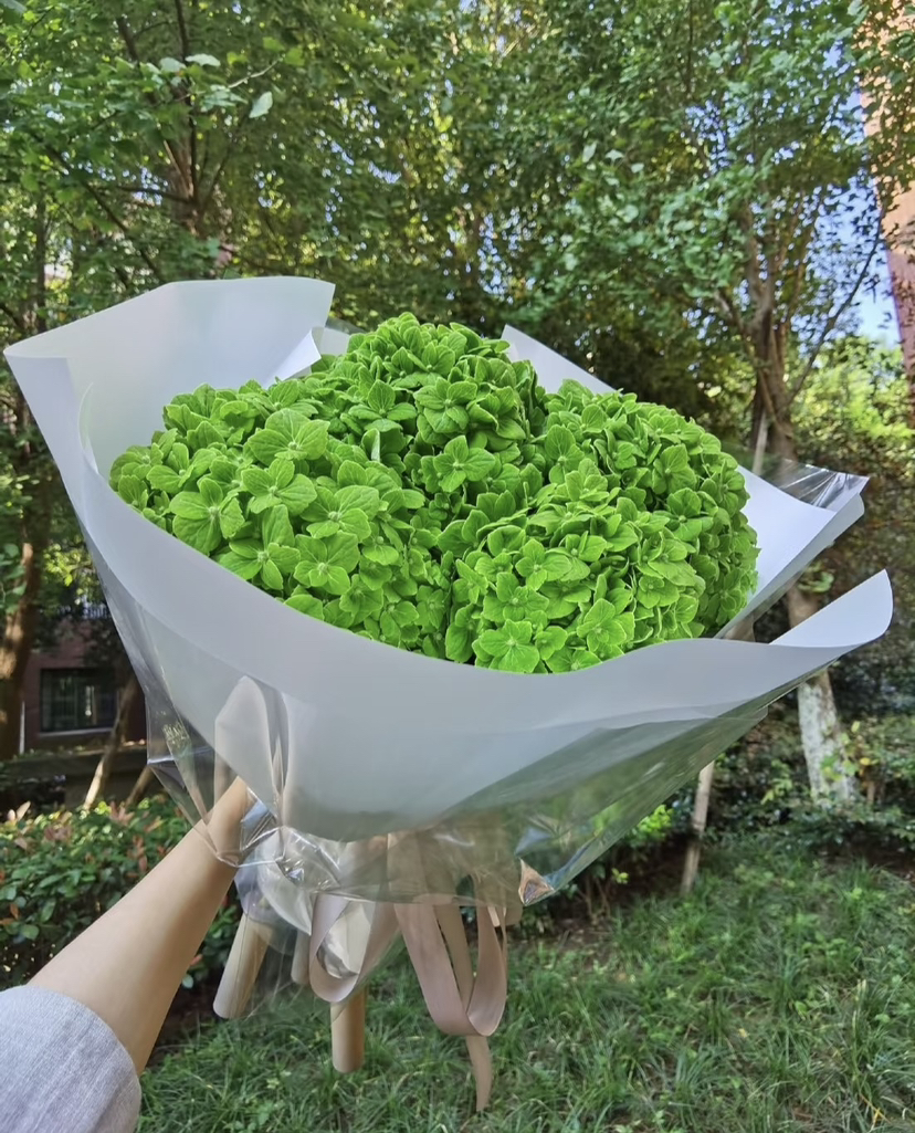 【清爽色系】哥伦比亚-绿绣球 单枝 （活动价）