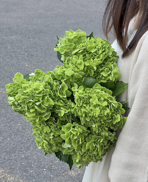 【清爽色系】哥伦比亚-绿绣球 单枝 （活动价） 商品图1