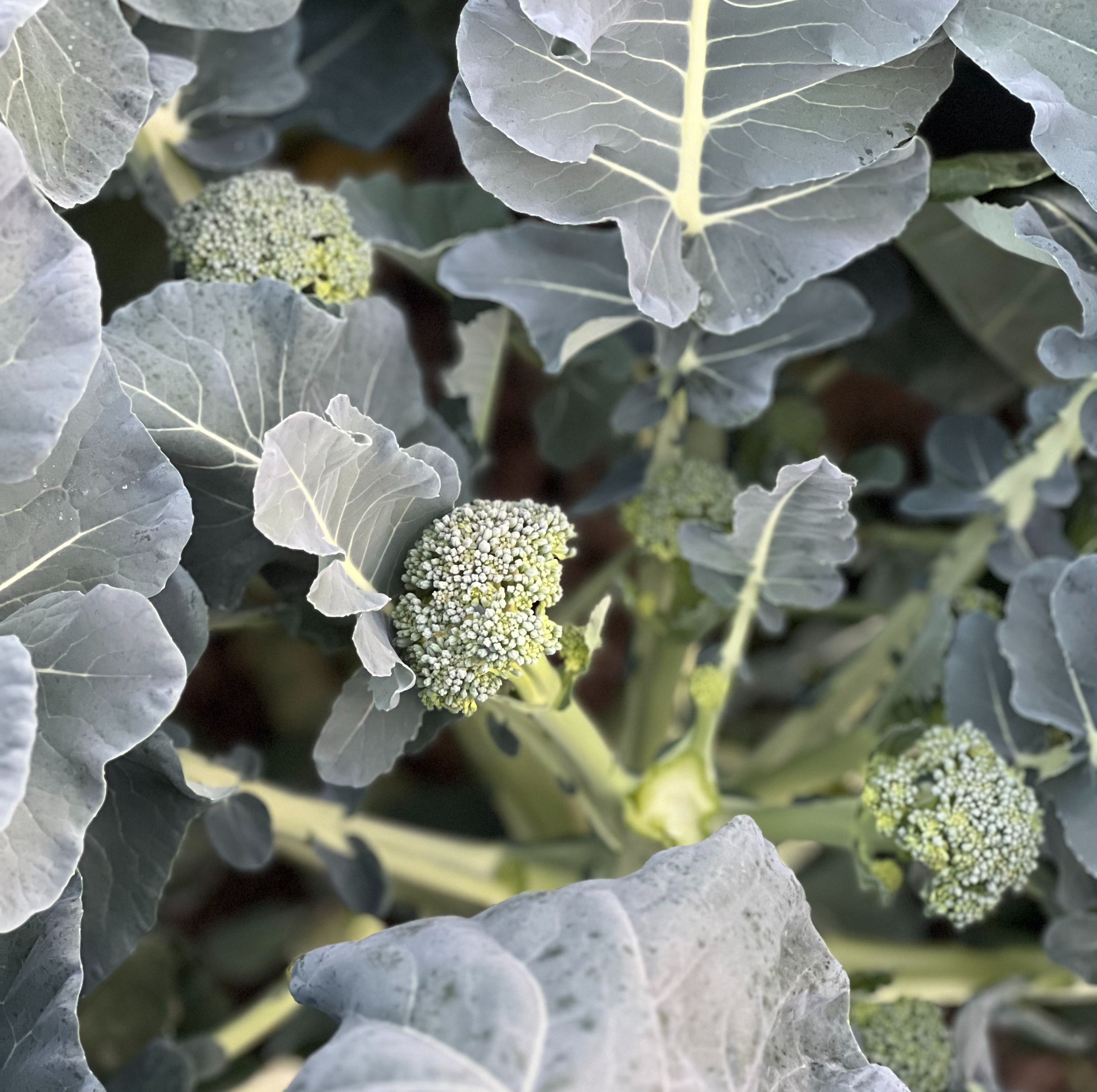 西兰苔（500g）|脆嫩清甜|好土宝农场