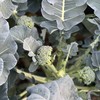 西兰苔（500g）|脆嫩清甜 商品缩略图0