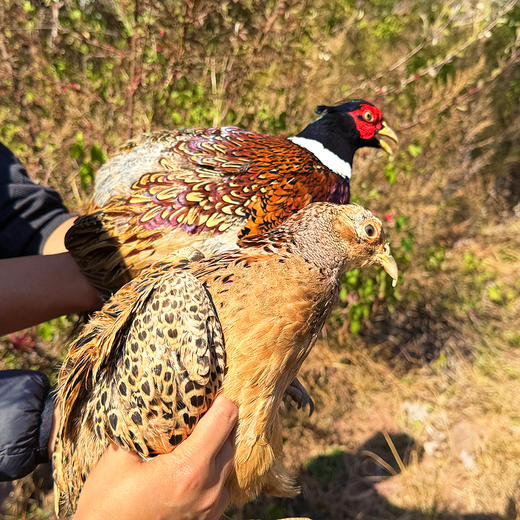 农家源头价『仿野生散养山鸡』云南高山深林，原生态放养，食五谷杂粮小虫野草，肉质紧实鲜美 商品图5