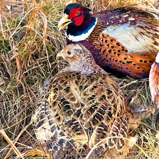 农家源头价『仿野生散养山鸡』云南高山深林，原生态放养，食五谷杂粮小虫野草，肉质紧实鲜美 商品图4