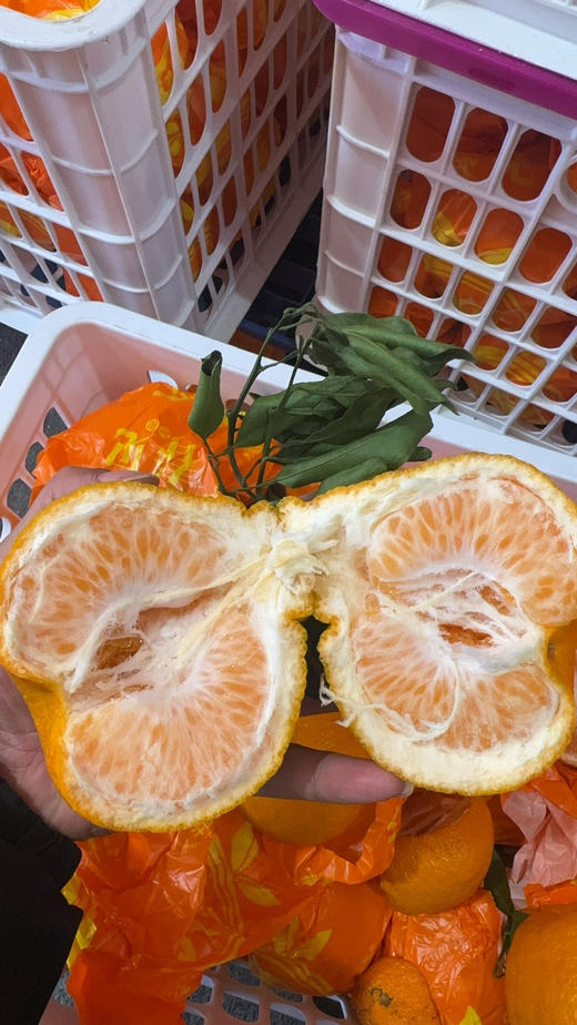 春见耙耙柑11.8元/袋约2.9～3.1斤，明天到 商品图0