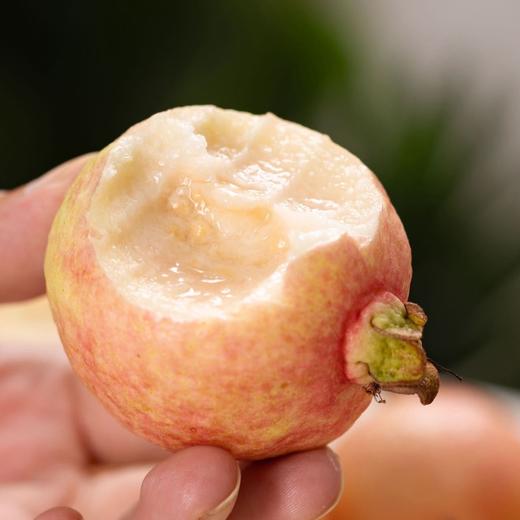 胭脂红芭乐 商品图0