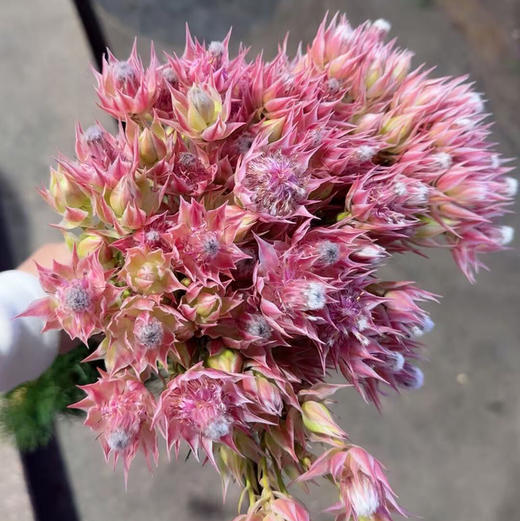 国产新娘.粉色 商品图5