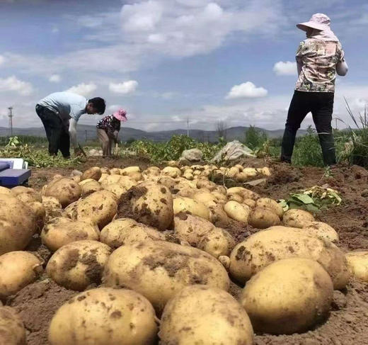 定西土豆“中国薯都”核心产区、高原环境、富硒土壤，品质保障： 国家地理标志产品、沙瓤口感、香甜粉糯、淀粉含量高。匠心耕种、黄土地的味道、儿时记忆。海拔2500米，最古老的品种！2-4两，5斤/箱 商品图2