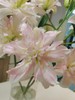 【珠光粉重瓣百合】多头2支约7-9朵/份   天气原因上色会深浅不一哦！ 商品缩略图3