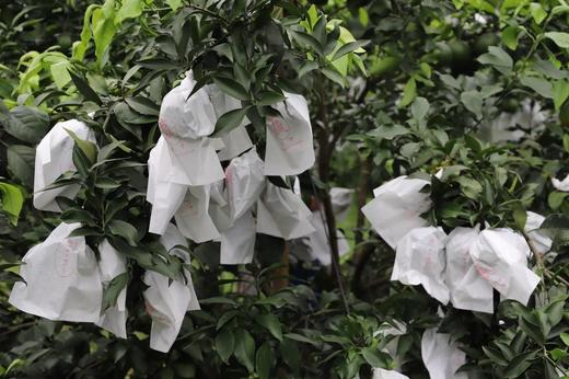 （700积分+29.9元兑换）【爱媛果冻橙5斤中果】 周六（12.27）中午12点开始  果冻口感 柑橘皇后 可以吸着吃的果冻橙 甜度13以下不采摘 商品图9