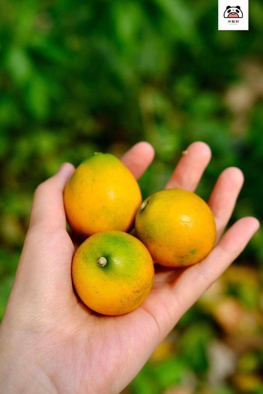 （2200积分+55.9元兑换）【脆蜜金柑金桔1.5斤大果】 周六（12.27）中午12点开始  金橘 不使用任何甜蜜素，不抛光，不打蜡，很原生态的环境 商品图5