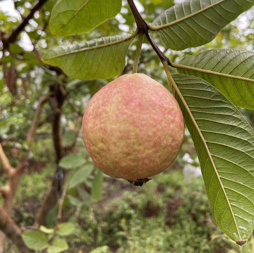 胭脂红芭乐 商品图6