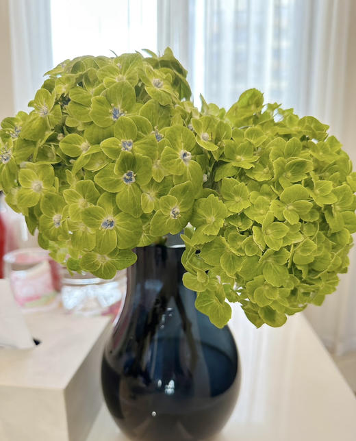 【清爽色系】哥伦比亚-绿绣球 单枝 （活动价） 商品图4