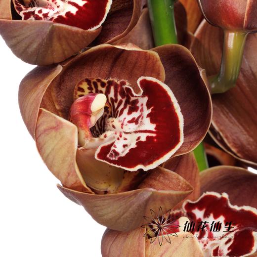 荷兰花材 | 大花蕙兰棕色小熊时光 Bear Time【瑕疵 折痕 不售后，介意者慎拍】 商品图4