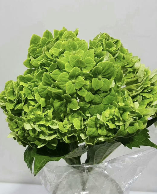 【清爽色系】哥伦比亚-绿绣球 单枝 （活动价） 商品图2