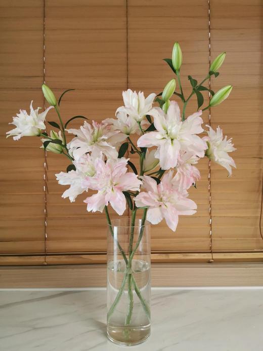 【珠光粉重瓣百合】多头2支约7-9朵/份   天气原因上色会深浅不一哦！ 商品图5