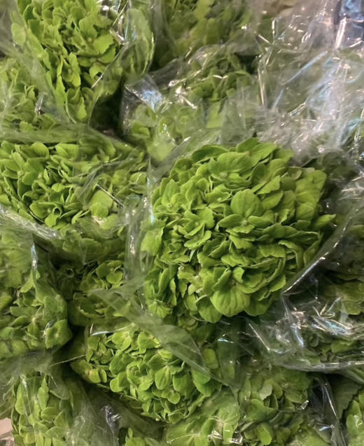 【清爽色系】哥伦比亚-绿绣球 单枝 （活动价） 商品图7