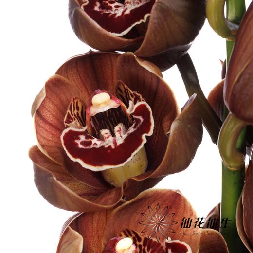 荷兰花材 | 大花蕙兰棕色小熊时光 Bear Time【瑕疵 折痕 不售后，介意者慎拍】 商品图2