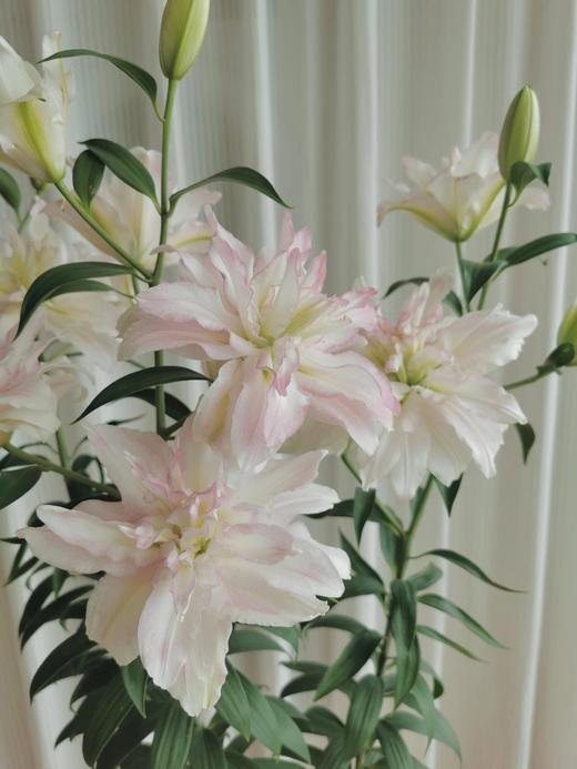 【珠光粉重瓣百合】多头2支约7-9朵/份   天气原因上色会深浅不一哦！ 商品图4